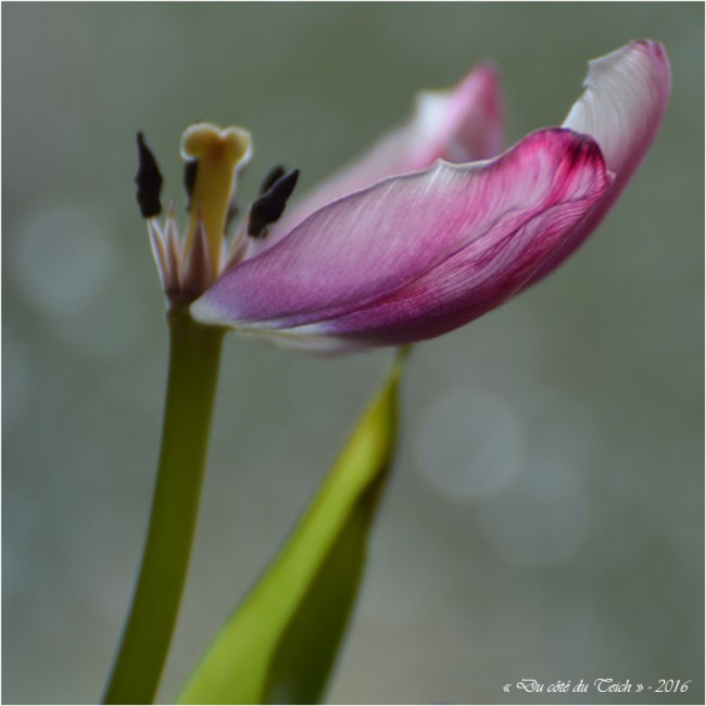 BLOG-DSC_39698-tulipe fanée