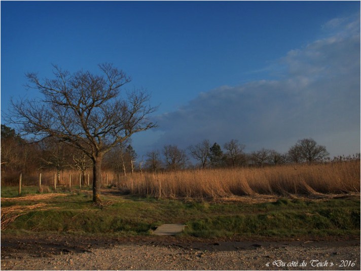 BLOG-P3154093-arbre port des tuiles Biganos