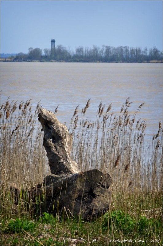 BLOG-DSC_39746-rivages estuaire Gironde et île Patiras