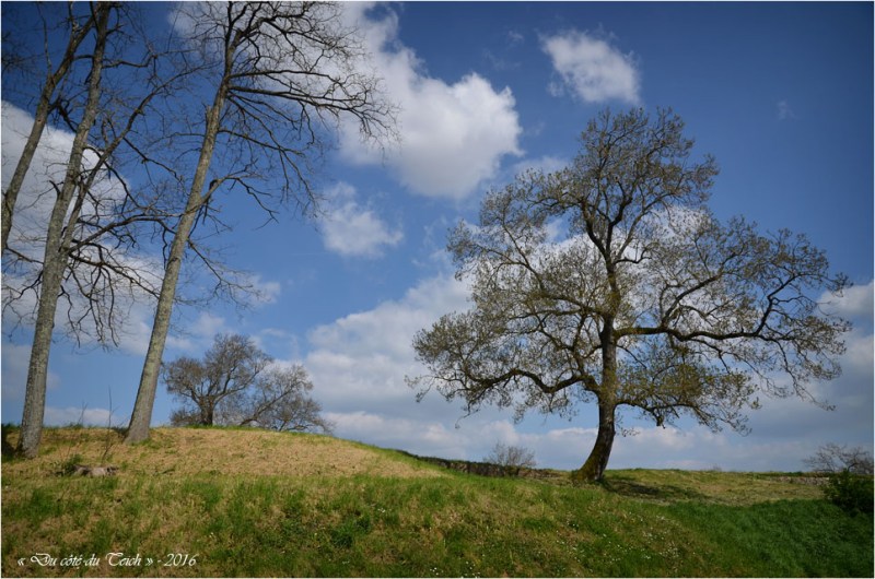 BLOG-DSC_39831-arbres Fort-Médoc