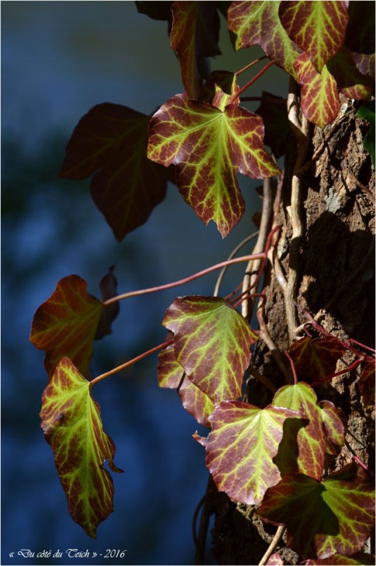 BLOG-DSC_40026-lierre réserve ornitho
