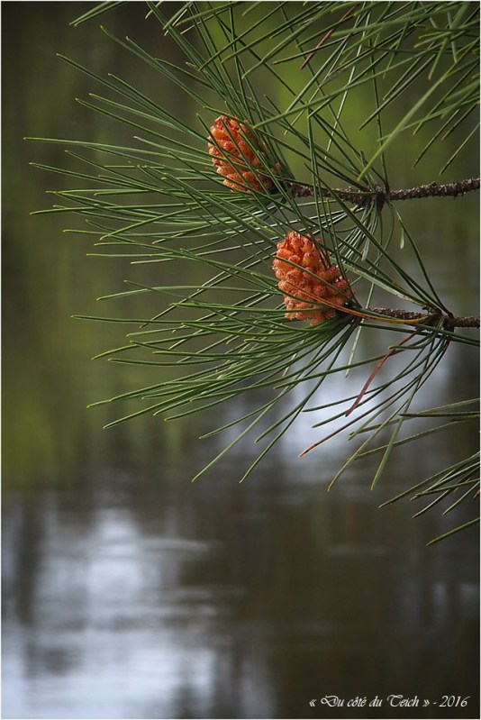 BLOG-P4164322-2 cônes de pin et reflet étang