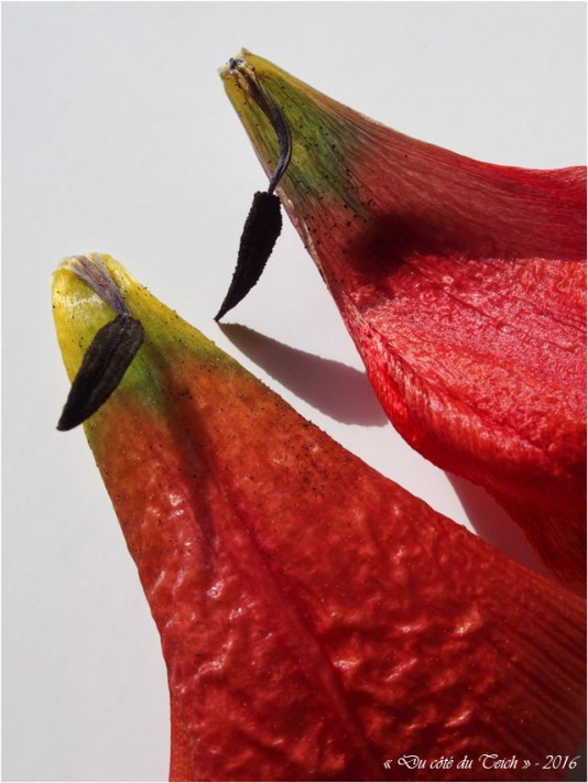 BLOG-P4164333-étamines et pétales tulipe fanée