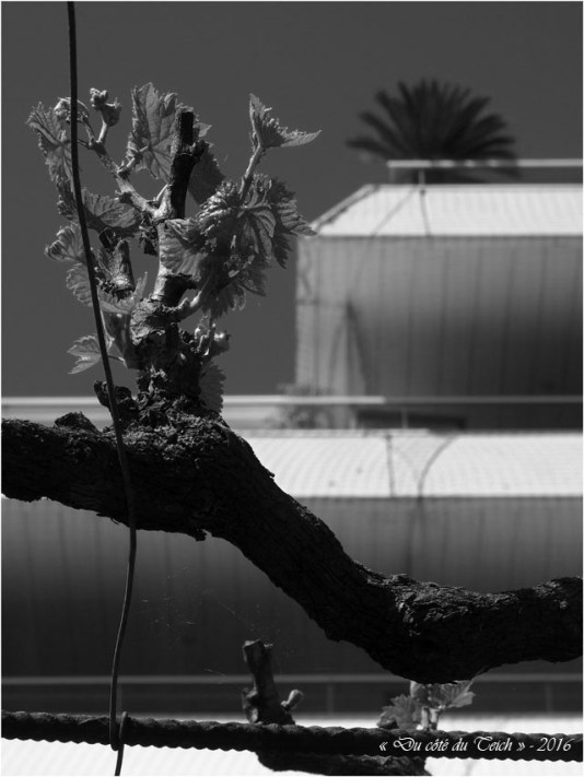 BLOG-P4294429-vigne et palmier N&B