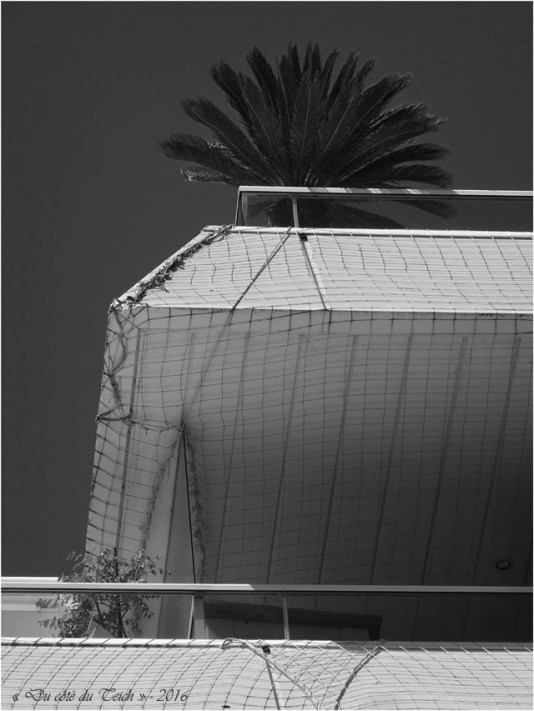 BLOG-P4294431-palmier et filets protection immeuble N&B