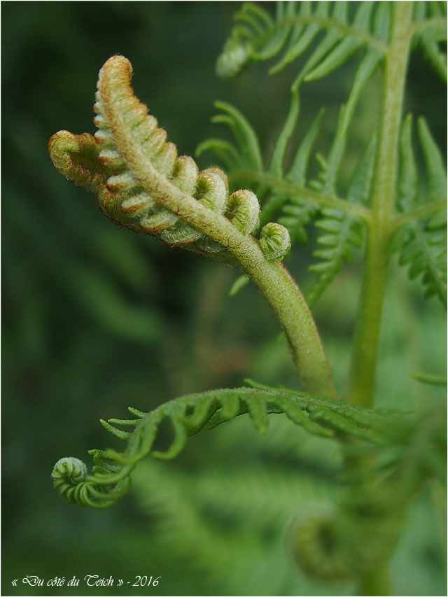 blog-p5314708-fougere