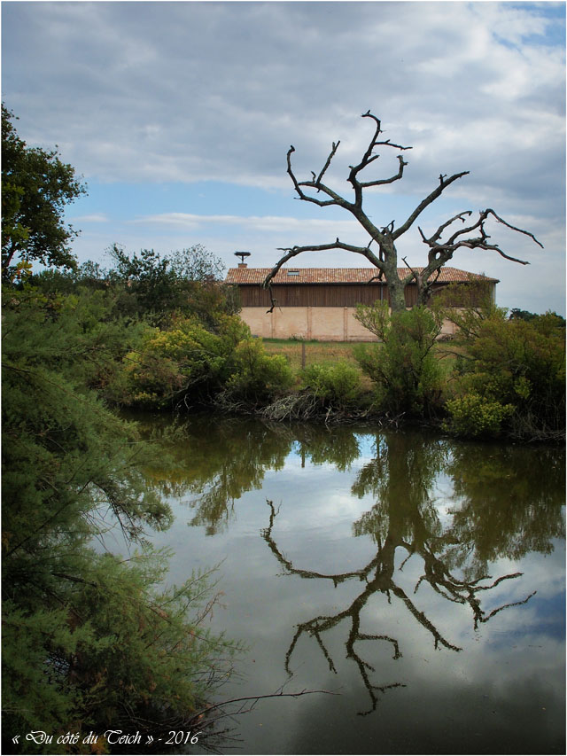 blog-p9086177-arbre-mort-ferme-graveyron blog-p9086177-arbre-mort-ferme-graveyron