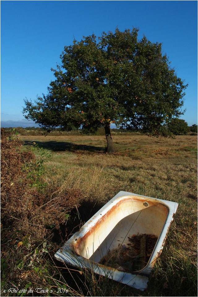 blog-pa266757-56-baignoire-abreuvoir-et-chene-1