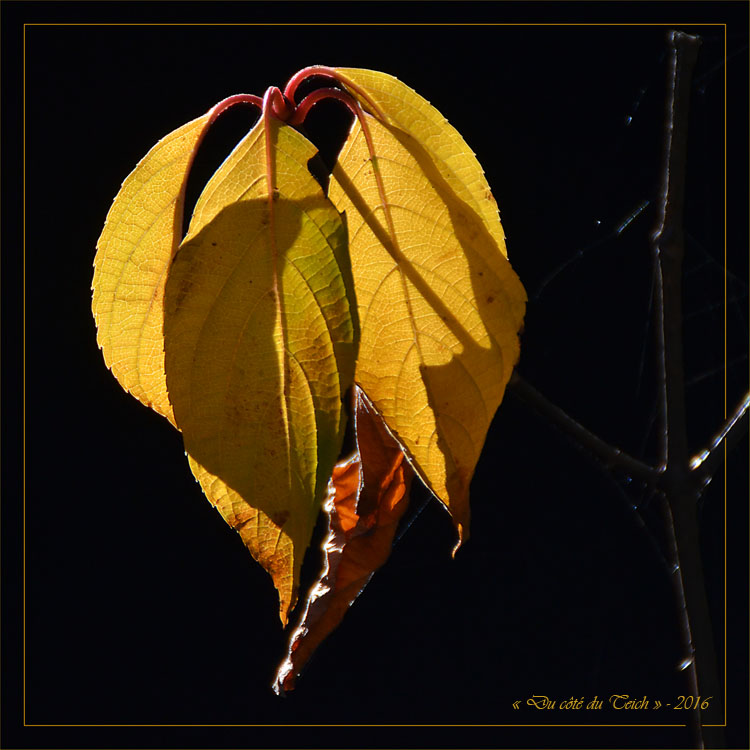 blog-dsc_40648-2-feuilles-fanees-hydrangea