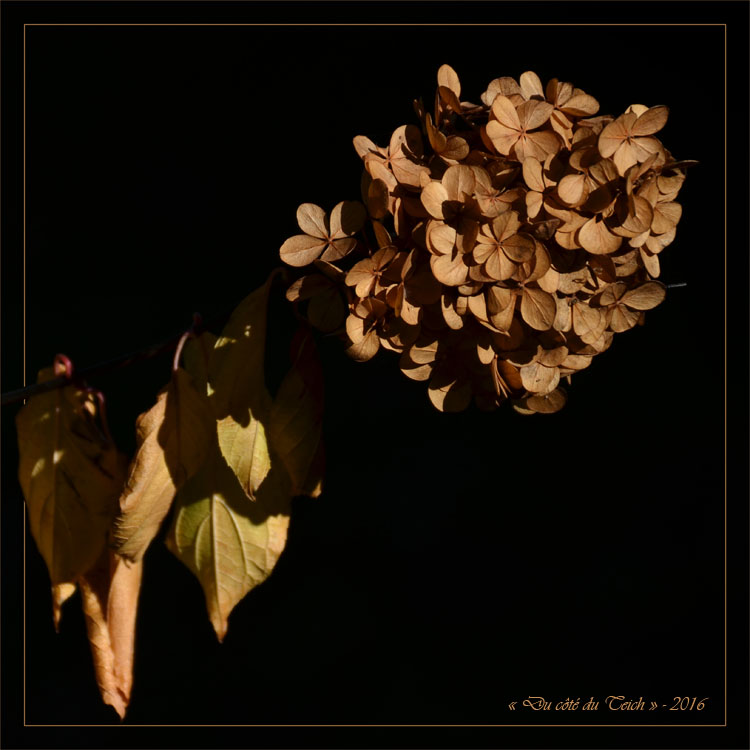 blog-dsc_40672-2-hortensia-fane