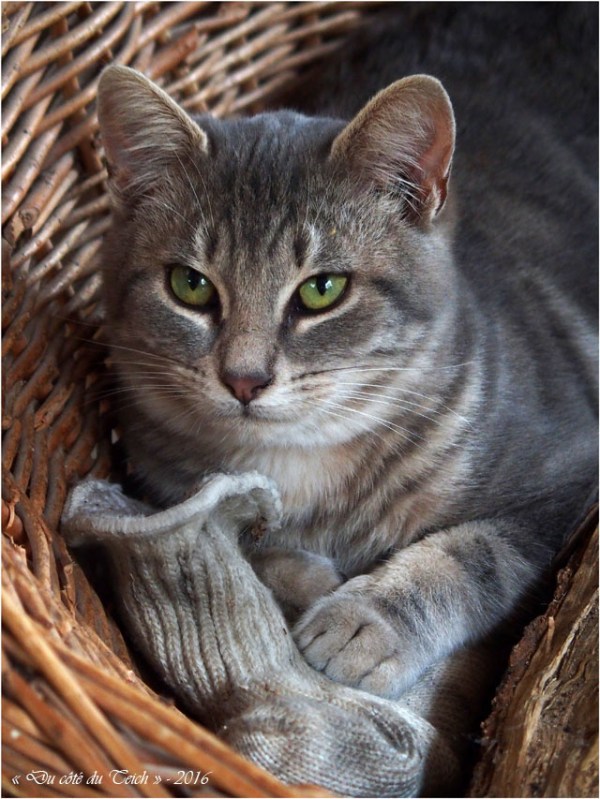 blog-pb047006-moustache-8eme-jour-adoption