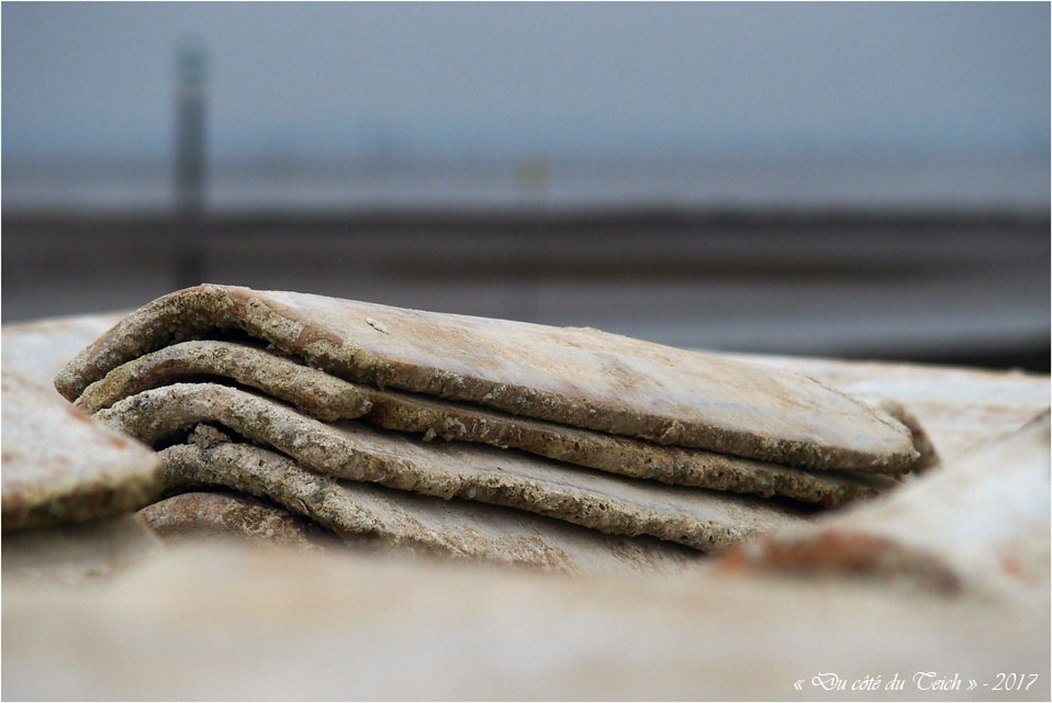 blog-p1017573-tuiles-a-chauler-et-rivages-barbotiere-1er-janvier-2017