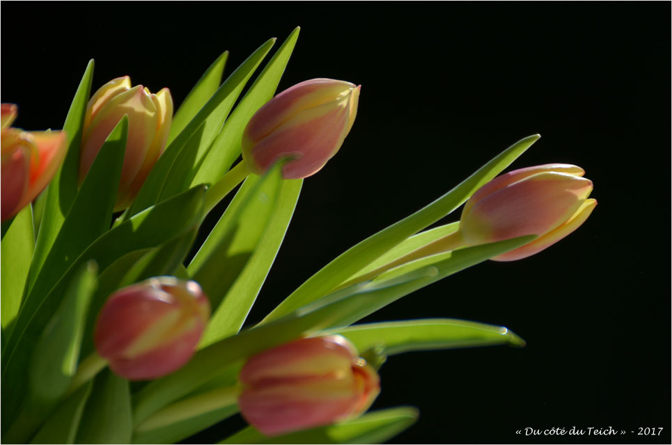 blog-dsc_40971-bouquet-de-tulipes.jpg