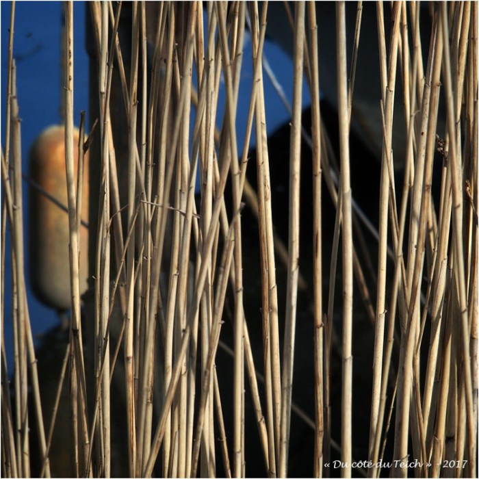 blog-p4118681-roseaux-et-bouc3a9e-biganos.jpg