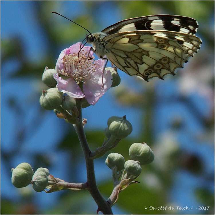 BLOG-P6119721-2-papillon demi deuil sur fleur de ronce
