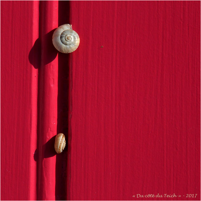 blog-p6249876-escargots-porte-rouge.jpg