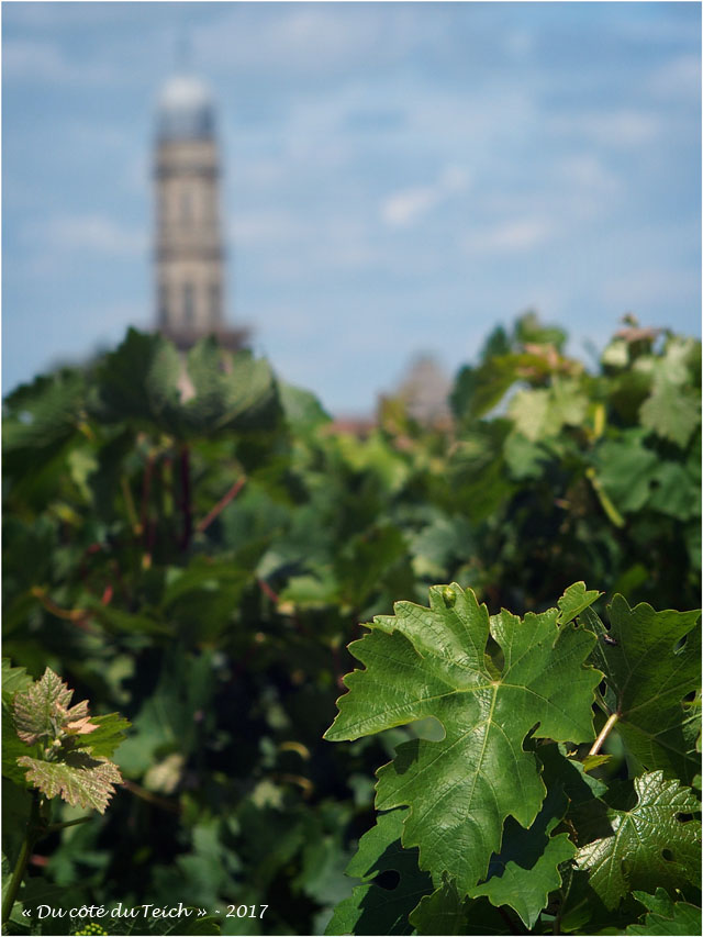 BLOG-P7110159-vigne et église St Seurin Lamarque