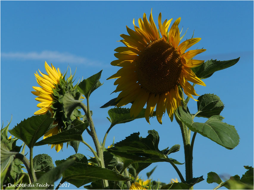 blog-p7110225-tournesols.jpg