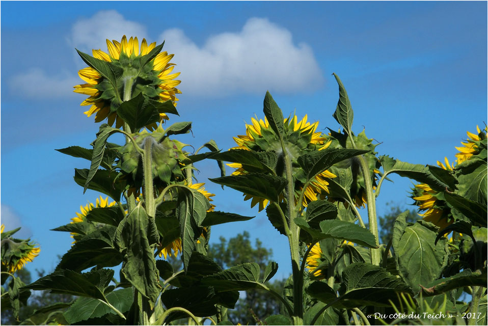 blog-p7110226-tournesols.jpg