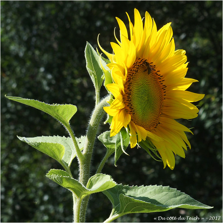 blog-p7110227-2-tournesol-et-abeille.jpg