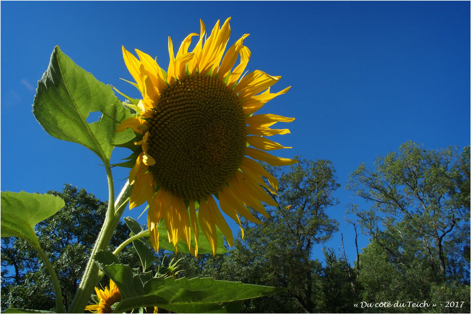 blog-p7110228-tournesol.jpg