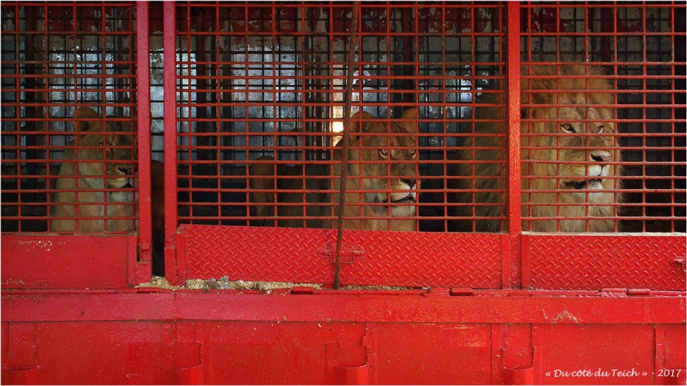 blog-p7200402-comme-des-lions-en-cage.jpg