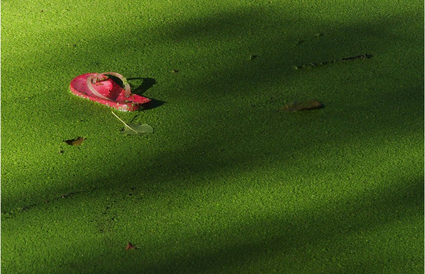 BLOG-P8171128-tong rose et mare verte