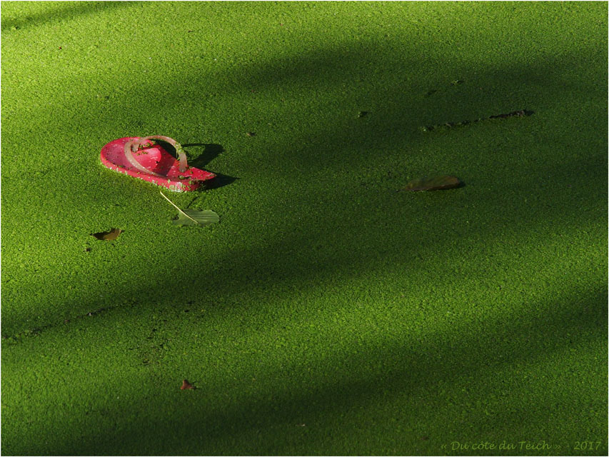 BLOG-P8171128-tong rose et mare verte