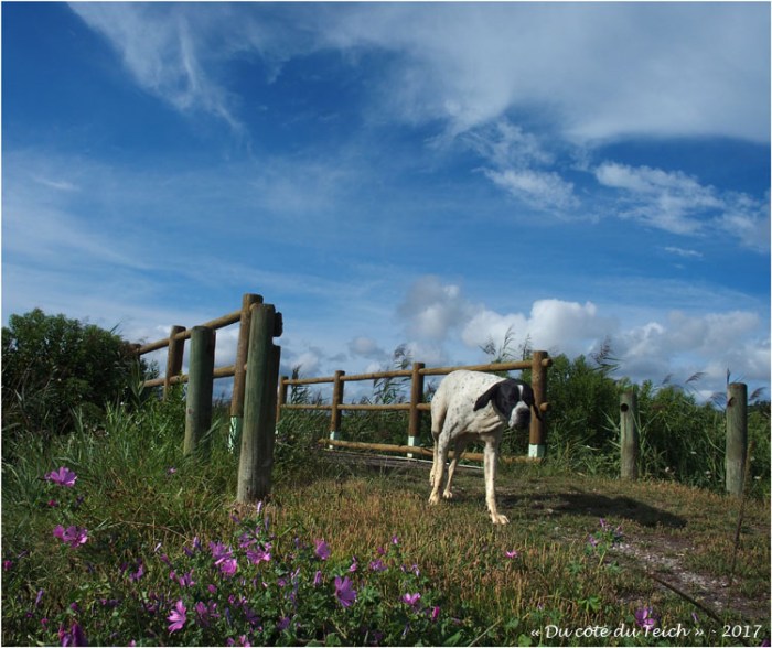 blog-p8181135-chien-passerelle-port-des-tuiles.jpg