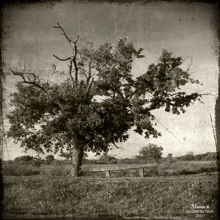 blog-pb180113-arbre-et-banc-pa2.jpg