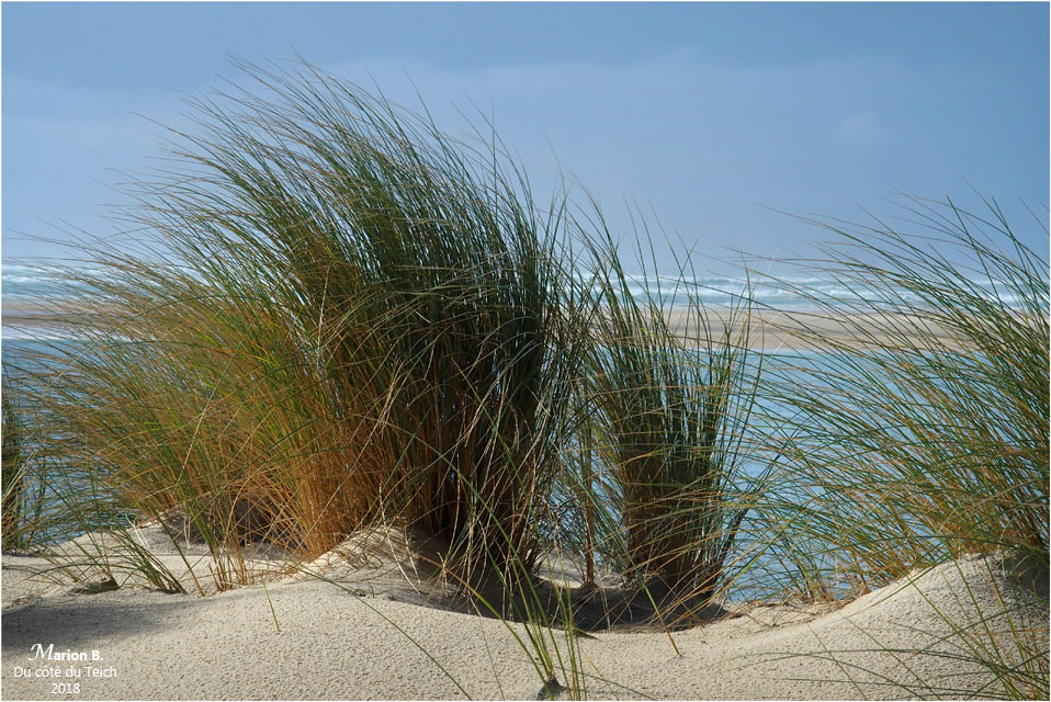 BLOG-P1260925-oyats plage petit Nice