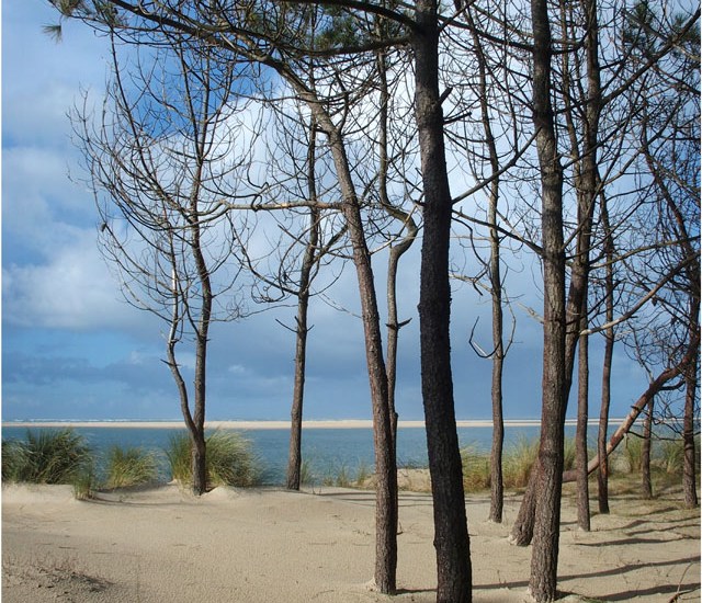 BLOG-P1260926-pins plage petit Nice