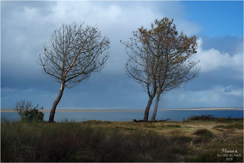 BLOG-P1260929-arbres plage petit Nice