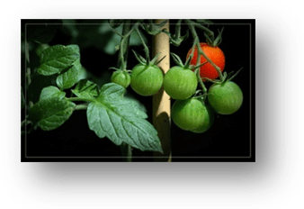 image001 - tomates-cerises