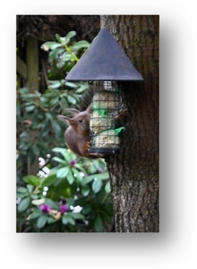 image005-écureuil boules à oiseaux