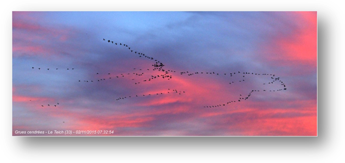 image009-vol grues cendrées le Teich