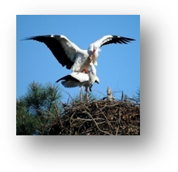 image012-cigognes réserve ornithologique le Teich