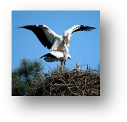 image012-cigognes réserve ornithologique le Teich