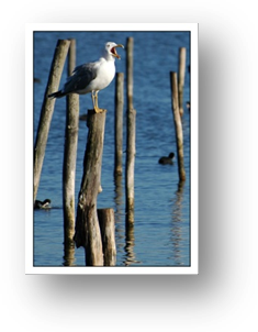 image017-goéland réserve ornithologique le Teich