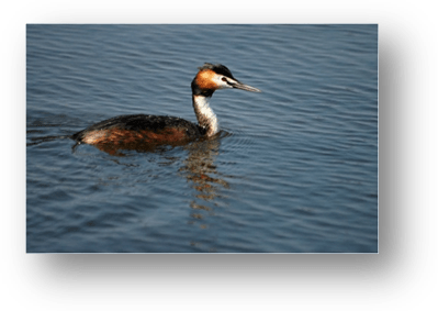 image019-grèbe huppé réserve ornithologique le Teich