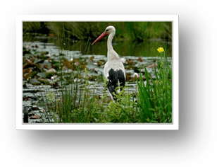 image020- cigogne réserve ornithologique le Teich