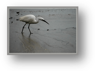 image023-aigrette réserve ornithologique le Teich