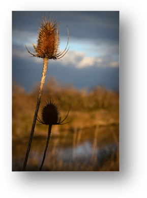 image024-chardons réserve ornithologique le Teich