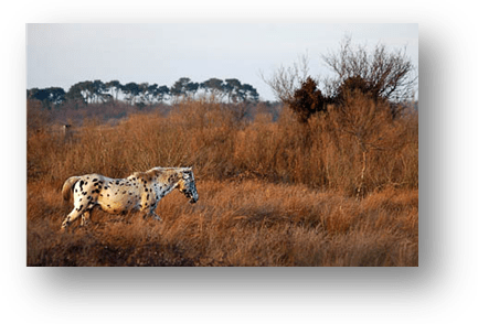 image034-cheval plaines du Teich