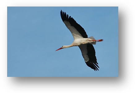 image037-cigogne réserve ornithologique le Teich