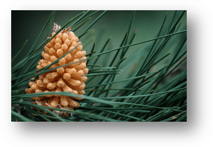 image040-cône de pin forêt le Teich