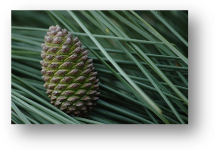 image041-pigne de pin forêt le Teich