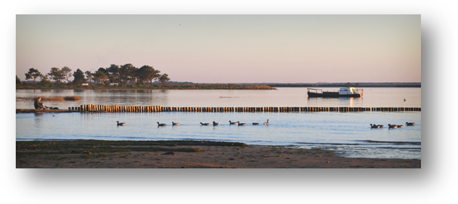 image050-oies bernache rivages Cassy