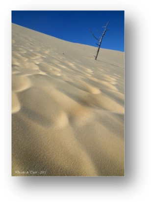 image075-érosion et recul dune du Pilat côté forêt