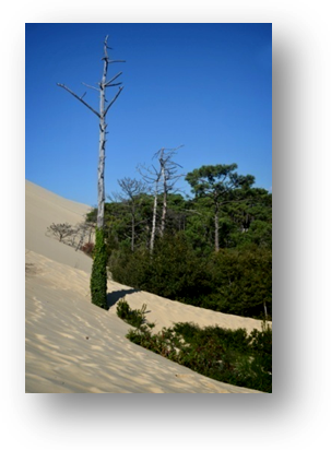 image076-érosion et recul dune du Pilat côté forêt